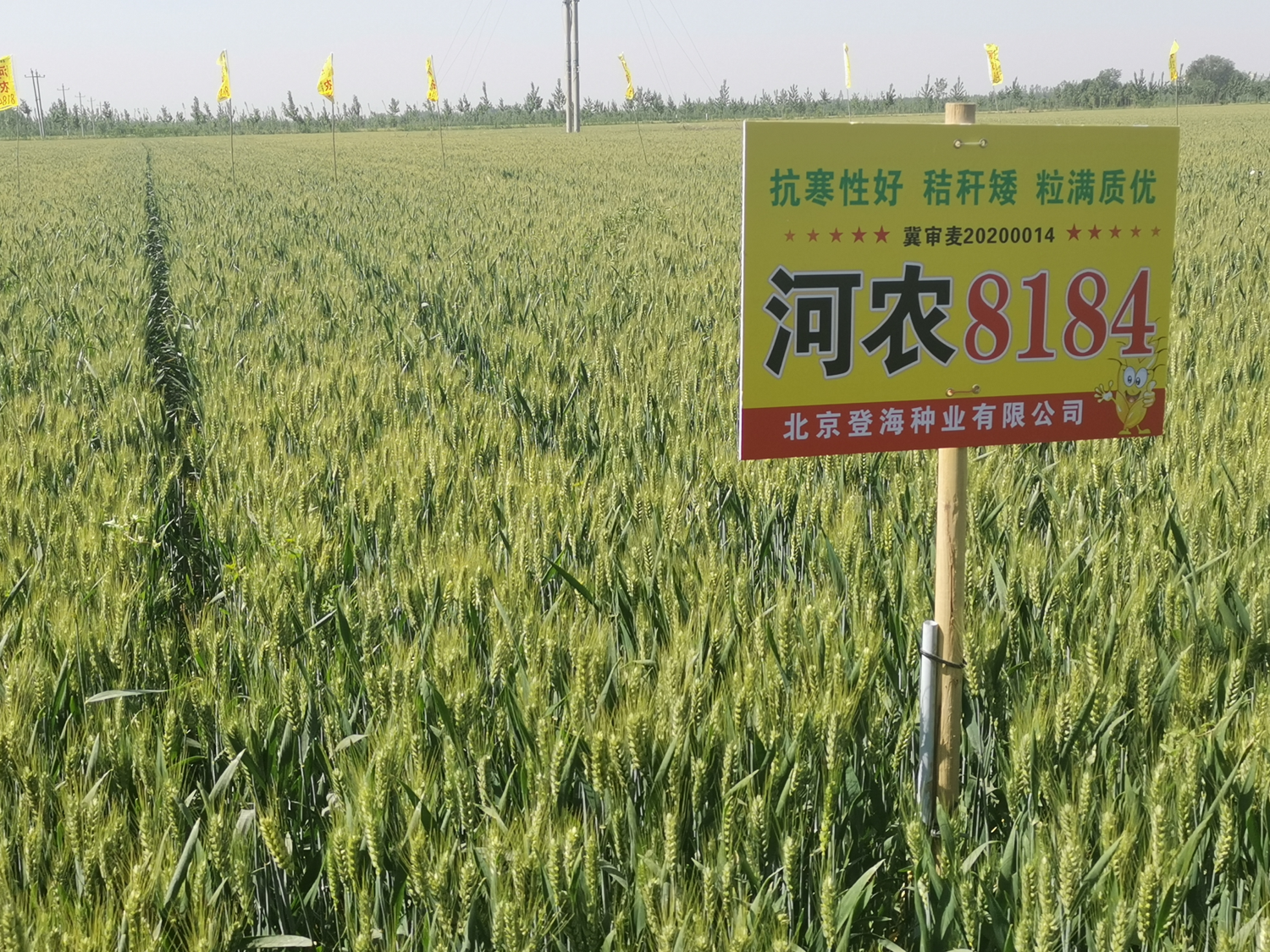 ũ8184